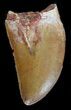 Serrated, Carcharodontosaurus Tooth #42291-1